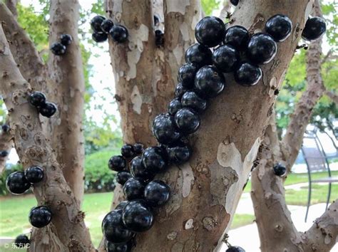 24風水 樹葡萄的功效與禁忌